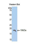 SFRP5 Antibody - Western blot of recombinant SFRP5.  This image was taken for the unconjugated form of this product. Other forms have not been tested.