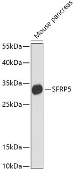 SFRP5 Antibody - Western blot analysis of extracts of Mouse pancreas using SFRP5 Polyclonal Antibody at dilution of 1:1000.