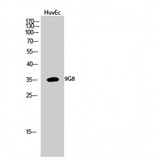 SFRS7 / 9G8 Antibody - Western blot of 9G8 antibody