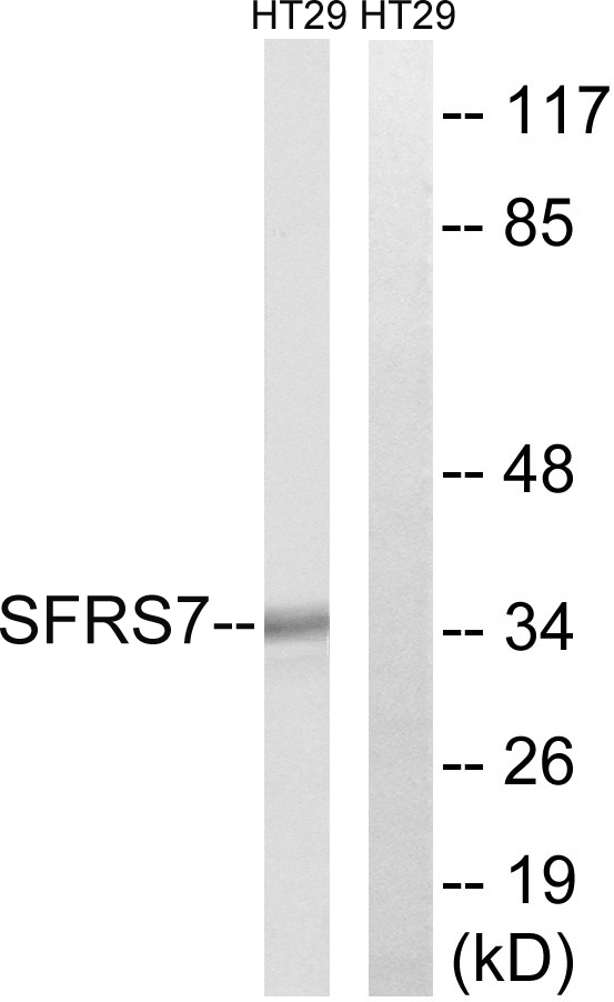 SFRS7 / 9G8 Antibody - Western blot analysis of lysates from HT-29 cells, using SFRS7 Antibody. The lane on the right is blocked with the synthesized peptide.