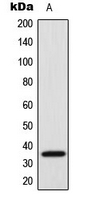 SFRS7 / 9G8 Antibody - Western blot analysis of SRSF7 expression in HeLa (A) whole cell lysates.