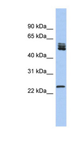 SFRS7 / 9G8 Antibody - Antti-SRSF7 antibody western blot of Human fetal lung lysate.  This image was taken for the unconjugated form of this product. Other forms have not been tested.
