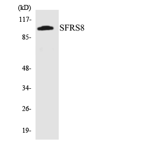 SFSWAP / SWAP Antibody - Western blot analysis of the lysates from 293 cells using SFRS8 antibody.