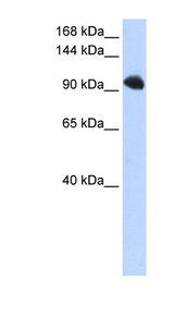 SFSWAP / SWAP Antibody - SFSWAP / SFRS8 antibody Western blot of 293T cell lysate. This image was taken for the unconjugated form of this product. Other forms have not been tested.