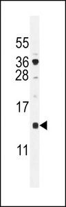 SFT2D2 Antibody - SFT2D2 Antibody western blot of U251 cell line lysates (35 ug/lane). The SFT2D2 antibody detected the SFT2D2 protein (arrow).