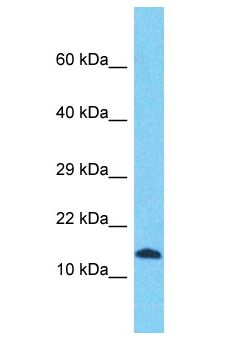 SFT2D2 Antibody - SFT2D2 antibody Western Blot of HepG2. Antibody dilution: 1 ug/ml.  This image was taken for the unconjugated form of this product. Other forms have not been tested.