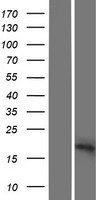SFT2D2 Protein - Western validation with an anti-DDK antibody * L: Control HEK293 lysate R: Over-expression lysate