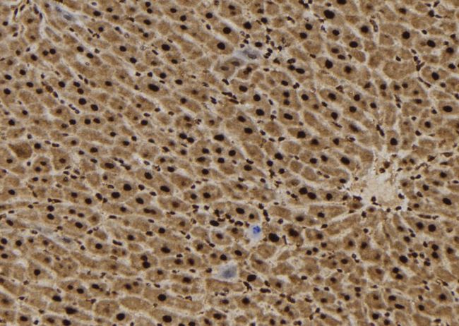 SFT2D3 Antibody - 1:100 staining mouse liver tissue by IHC-P. The sample was formaldehyde fixed and a heat mediated antigen retrieval step in citrate buffer was performed. The sample was then blocked and incubated with the antibody for 1.5 hours at 22°C. An HRP conjugated goat anti-rabbit antibody was used as the secondary.