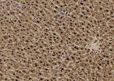 SFT2D3 Antibody - 1:100 staining mouse liver tissue by IHC-P. The sample was formaldehyde fixed and a heat mediated antigen retrieval step in citrate buffer was performed. The sample was then blocked and incubated with the antibody for 1.5 hours at 22°C. An HRP conjugated goat anti-rabbit antibody was used as the secondary.