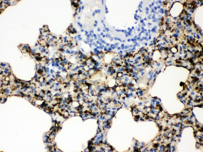 SFTPA1 + SFTPA2 Antibody - SFTP A1/2 antibody IHC-paraffin: Rat Lung Tissue.