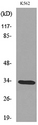 SFTPA1 + SFTPA2 Antibody - Western blot analysis of lysate from K562 cells, using SFTPA1/2 Antibody.
