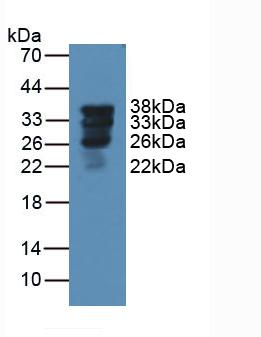 SFTPA1 / Surfactant Protein A Antibody - Western Blot; Sample: Rat Lung Tissue.