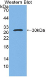 SFTPA1 / Surfactant Protein A Antibody - Western blot of recombinant SFTPA1 / Surfactant Protein A.