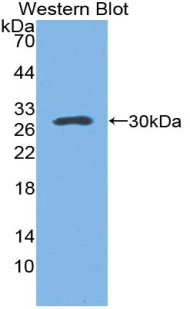 SFTPA1 / Surfactant Protein A Antibody - Western blot of recombinant SFTPA1 / Surfactant Protein A.