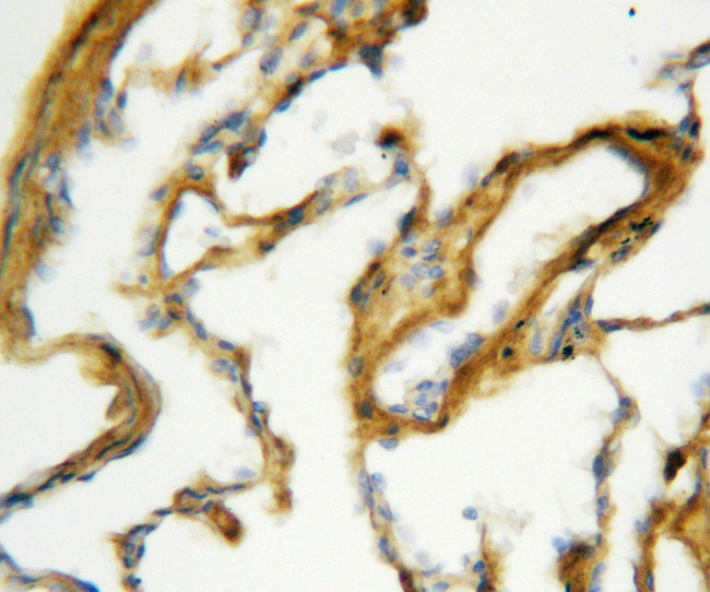 SFTPA1 / Surfactant Protein A Antibody - SFTPA1 / Surfactant Protein A antibody. IHC(P): Rat Lung Tissue.