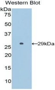 SFTPB / Surfactant Protein B Antibody - Western blot of recombinant SFTPB / Surfactant Protein B.  This image was taken for the unconjugated form of this product. Other forms have not been tested.