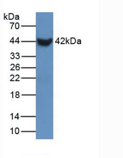 SFTPB / Surfactant Protein B Antibody