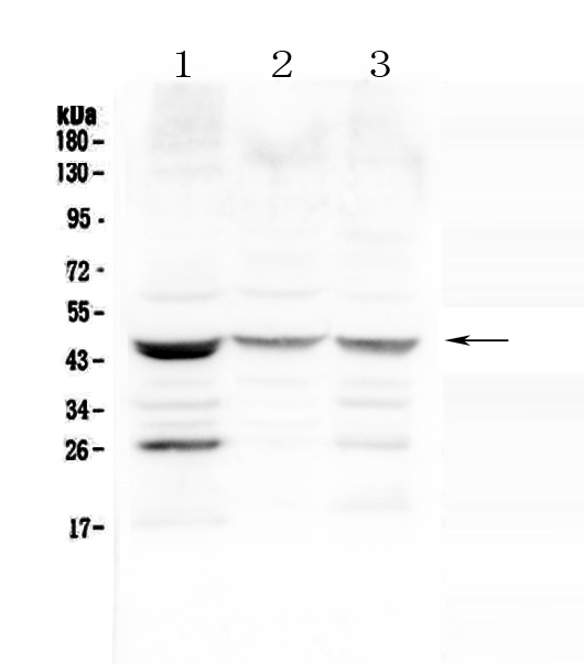 SFTPB / Surfactant Protein B Antibody - Western blot - Anti-SFTPB/Surfactant Protein B Picoband antibody