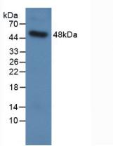 SFTPC / Surfactant Protein C Antibody - Western Blot; Sample: Recombinant SPC, Human.