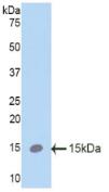 SFTPC / Surfactant Protein C Antibody - Western Blot; Sample: Recombinant SPC, Mouse.