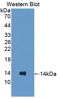 SFTPC / Surfactant Protein C Antibody - Western Blot; Sample: Recombinant protein.