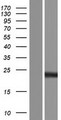 SFTPC / Surfactant Protein C Protein - Western validation with an anti-DDK antibody * L: Control HEK293 lysate R: Over-expression lysate