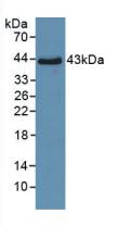 SFTPD / Surfactant Protein D Antibody - Western Blot; Sample: Recombinant SPD, Human.