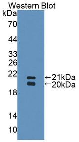 SFTPD / Surfactant Protein D Antibody - Western Blot; Sample: Recombinant protein.