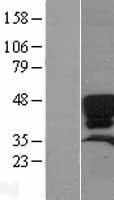 SFTPD / Surfactant Protein D Protein - Western validation with an anti-DDK antibody * L: Control HEK293 lysate R: Over-expression lysate