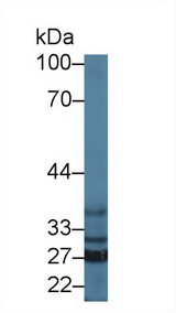 SFXN1 Antibody - Western Blot; Sample: Mouse Liver lysate; Primary Ab: 1µg/ml Rabbit Anti-Mouse SFXN1 Antibody Second Ab: 0.2µg/mL HRP-Linked Caprine Anti-Rabbit IgG Polyclonal Antibody