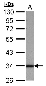 SFXN1 Antibody - Sample (30 ug of whole cell lysate) A: 293T 10% SDS PAGE SFXN1 antibody diluted at 1:1000