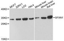 SFXN1 Antibody - Western blot analysis of extracts of various cell lines, using SFXN1 antibody at 1:3000 dilution. The secondary antibody used was an HRP Goat Anti-Rabbit IgG (H+L) at 1:10000 dilution. Lysates were loaded 25ug per lane and 3% nonfat dry milk in TBST was used for blocking. An ECL Kit was used for detection and the exposure time was 90s.