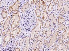 SFXN2 Antibody - Immunochemical staining of human SFXN2 in human kidney with rabbit polyclonal antibody at 1:100 dilution, formalin-fixed paraffin embedded sections.