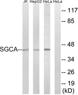 SGCA / DAG2 Antibody - Western blot analysis of lysates from HeLa, HepG2, and Jurkat cells, using SGCA Antibody. The lane on the right is blocked with the synthesized peptide.
