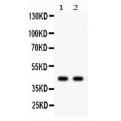 SGCA / DAG2 Antibody - SGCA antibody Western blot. All lanes: Anti SGCA at 0.5 ug/ml. Lane 1: Rat Skeletal Muscle Tissue Lysate at 50 ug. Lane 2: Mouse Skeletal Muscle Tissue Lysate at 50 ug. Predicted band size: 43 kD. Observed band size: 43 kD.