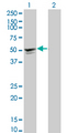 SGCA / DAG2 Antibody - Western Blot analysis of SGCA expression in transfected 293T cell line by SGCA monoclonal antibody (M01), clone 3C4.Lane 1: SGCA transfected lysate(42.9 KDa).Lane 2: Non-transfected lysate.