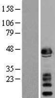 SGCA / DAG2 Protein - Western validation with an anti-DDK antibody * L: Control HEK293 lysate R: Over-expression lysate