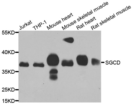 SGCD / Delta-Sarcoglycan Antibody - Western blot analysis of extracts of various cell lines.