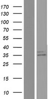 SGCD / Delta-Sarcoglycan Protein - Western validation with an anti-DDK antibody * L: Control HEK293 lysate R: Over-expression lysate
