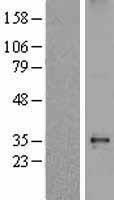 SGCD / Delta-Sarcoglycan Protein - Western validation with an anti-DDK antibody * L: Control HEK293 lysate R: Over-expression lysate