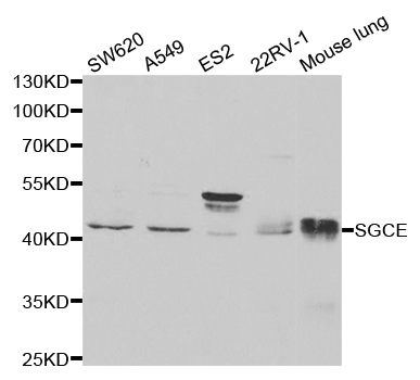 SGCE Antibody - Western blot analysis of extracts of various cell lines.