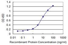 SGCG / Gamma-Sarcoglycan Antibody - Detection limit for recombinant GST tagged SGCG is 0.1 ng/ml as a capture antibody.