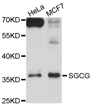 SGCG / Gamma-Sarcoglycan Antibody - Western blot analysis of extracts of various cell lines, using SGCG antibody at 1:1000 dilution. The secondary antibody used was an HRP Goat Anti-Rabbit IgG (H+L) at 1:10000 dilution. Lysates were loaded 25ug per lane and 3% nonfat dry milk in TBST was used for blocking. An ECL Kit was used for detection and the exposure time was 10s.