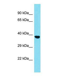 SGCZ Antibody - Western blot of SGCZ Antibody - C-terminal region with human HepG2 cells lysate.  This image was taken for the unconjugated form of this product. Other forms have not been tested.