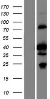 SGCZ Protein - Western validation with an anti-DDK antibody * L: Control HEK293 lysate R: Over-expression lysate
