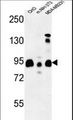 SGIP1 Antibody - SGIP1 Antibody western blot of CHO,MDA-MB231, mouse NIH-3T3 cell line lysates (35 ug/lane). The SGIP1 antibody detected the SGIP1 protein (arrow).