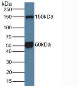 SGK1 / SGK Antibody - Western Blot; Sample: Mouse Brain Tissue.