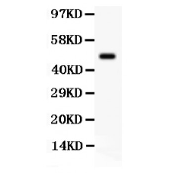 SGK1 / SGK Antibody - SGK1 antibody Western blot. All lanes: Anti SGK1 at 0.5 ug/ml. WB: HEPG2 Whole Cell Lysate at 40 ug. Predicted band size: 49 kD. Observed band size: 49 kD.