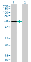 SGK1 / SGK Antibody - Western blot of SGK expression in transfected 293T cell line by SGK monoclonal antibody (M01), clone 4D7-G3.