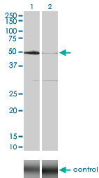 SGK1 / SGK Antibody - Western blot of SGK over-expressed 293 cell line, cotransfected with SGK Validated Chimera RNAi (Lane 2) or non-transfected control (Lane 1). Blot probed with SGK monoclonal antibody clone 4D7-G3. GAPDH ( 36.1 kD ) used as specificity and.